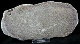Large Polished Agatized Dinosaur Bone Section - x #21345-2
